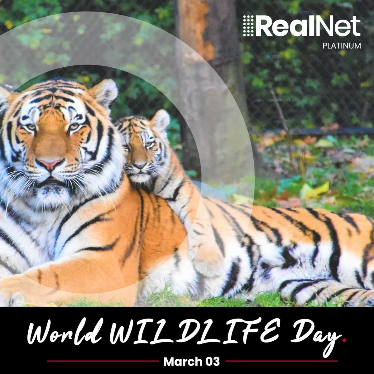 danielsking83's tweet photo. World Wildlife Day π
"Extinction is forever, endangered means we still have time."
#worldwildlifeday #wildlife #wildlifeday #wildanimals #wild #conservation #sustainability #wildlifeconservation #RealNet #biodiversity #UnitedNations #connectingheartsandhomes
@UN https://t.co/YClMSCjGnc