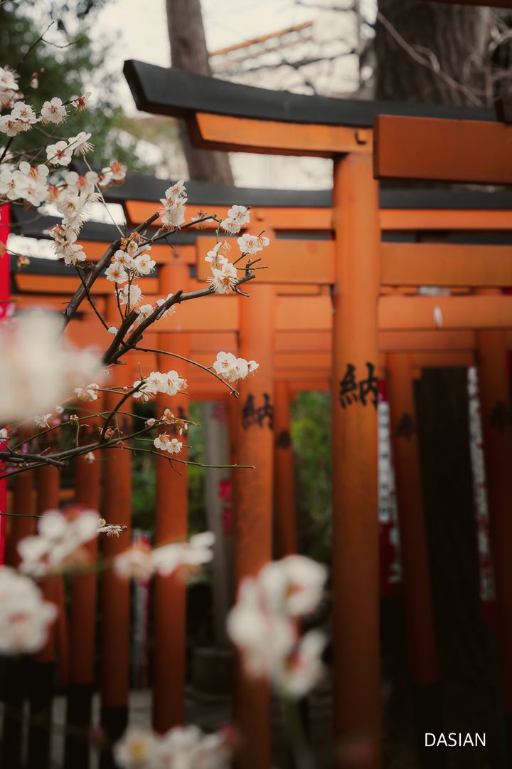 dasianjp's tweet photo. UME, la flor del ciruelo que anuncia el comienzo de la primavera.
#dasian #streetphotography #japon #japan https://t.co/fqX6KtifZV