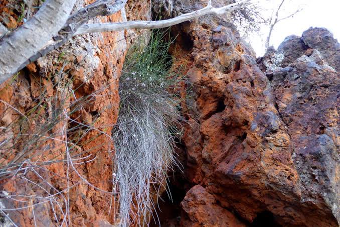 Job opportunity to work at Kings Park! The position is for a Research Technician (Ecological Geneticist - 2 years) working on a threatened plant species in the Pilbara search.jobs.wa.gov.au/page.php?pageI… #ecologyjobs #researchjobs