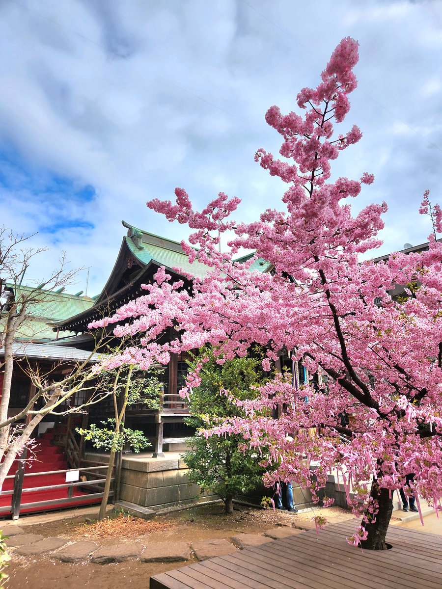 VtnePNC52WJZPxE's tweet photo. 桜神宮(東京都世田谷区)⛩️様に参拝させて頂きました🙏✨
境内の河津桜もほぼ満開🌸🌸🌸
参拝者の方も多く大変賑わっておりました✨
御朱印(ソメイヨシノ・花吹雪・夜桜)も３種類共、桜と良く合います🌸✨ https://t.co/HmDjanVUpd