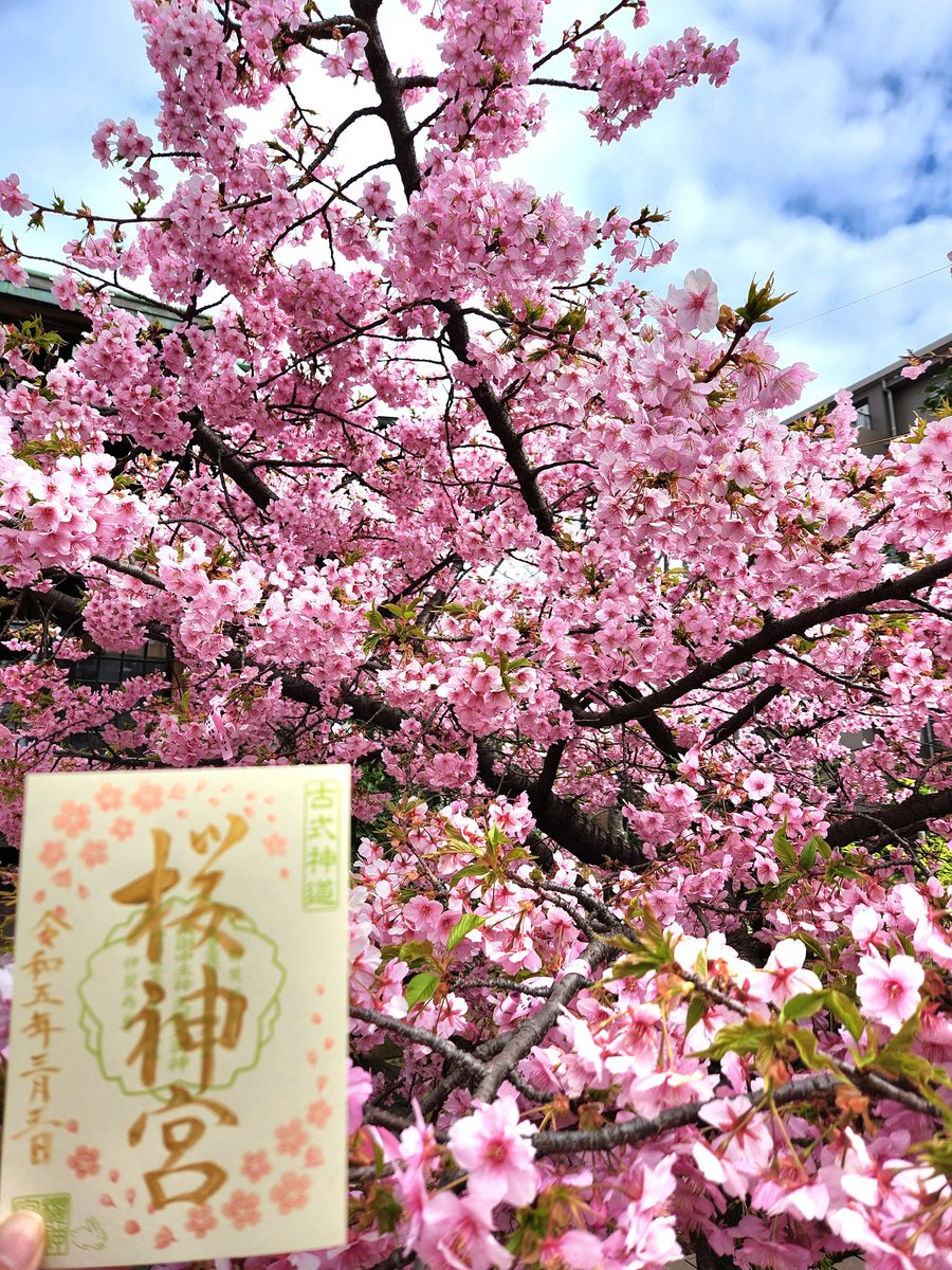 VtnePNC52WJZPxE's tweet photo. 桜神宮(東京都世田谷区)⛩️様に参拝させて頂きました🙏✨
境内の河津桜もほぼ満開🌸🌸🌸
参拝者の方も多く大変賑わっておりました✨
御朱印(ソメイヨシノ・花吹雪・夜桜)も３種類共、桜と良く合います🌸✨ https://t.co/HmDjanVUpd