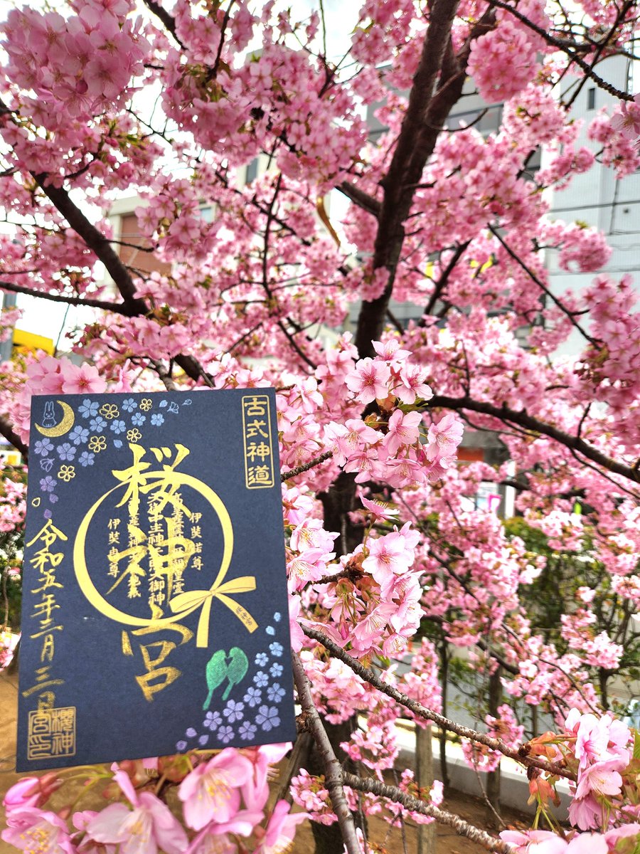 VtnePNC52WJZPxE's tweet photo. 桜神宮(東京都世田谷区)⛩️様に参拝させて頂きました🙏✨
境内の河津桜もほぼ満開🌸🌸🌸
参拝者の方も多く大変賑わっておりました✨
御朱印(ソメイヨシノ・花吹雪・夜桜)も３種類共、桜と良く合います🌸✨ https://t.co/HmDjanVUpd