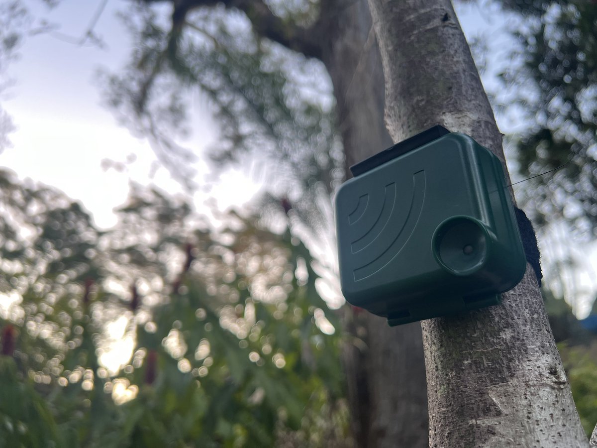 foolforaclient's tweet image. Looking forward to the results of our #BatsInBackyards trial 🦇💻🔊#SavingOurSpecies @WILDLABSNET #ConservationTech