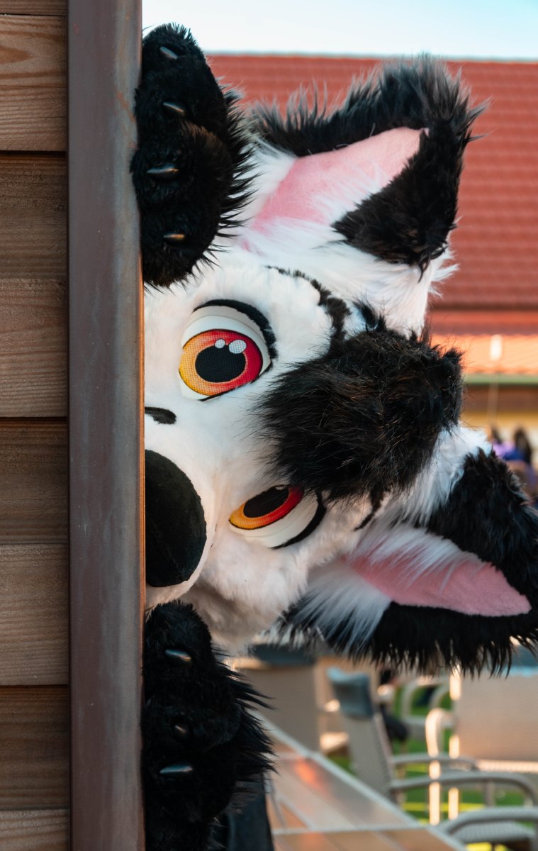FurdanceBP's tweet photo. "I'm not hiding, I'm just waiting for the perfect moment to surprise you!" – 📷 Marty
#FursuitFriday #WinterFurs #FurdanceBudapest https://t.co/kVyIm14ZEv