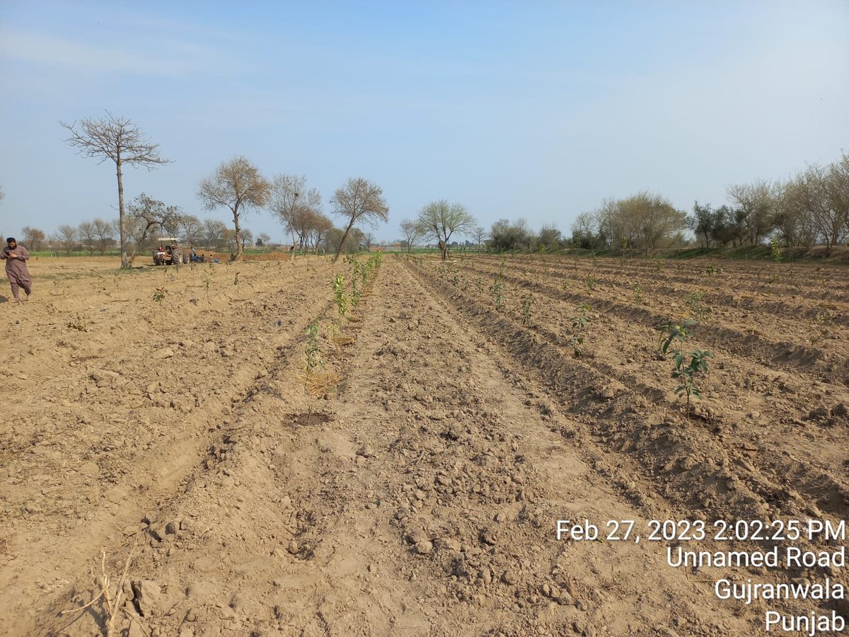 DCGRW's tweet image. Plantation drive at  #LandfillSite Bakhray Wali by Gujranwala @waste_company.

#SpringPlantation
#Gujranwala
#ClimateActionNow 

@CS_Punjab 
@lgcddpunjab 
@CommissionerGu3
