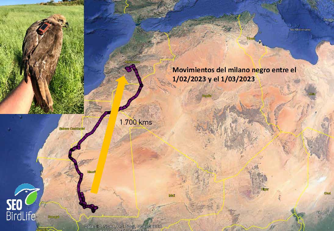 FelipeGlezSEO's tweet photo. El milano negro marcado con emisor gps por @SEO_BirdLife en 2021 en #Cantabria ya está de camino hacia la tierruca desde su cuartel de invernada en el sahel africano. En unos días ya estará de nuevo en su territorio a orillas de la ría de #Solía #Migracion https://t.co/iPgzwy7Z1P