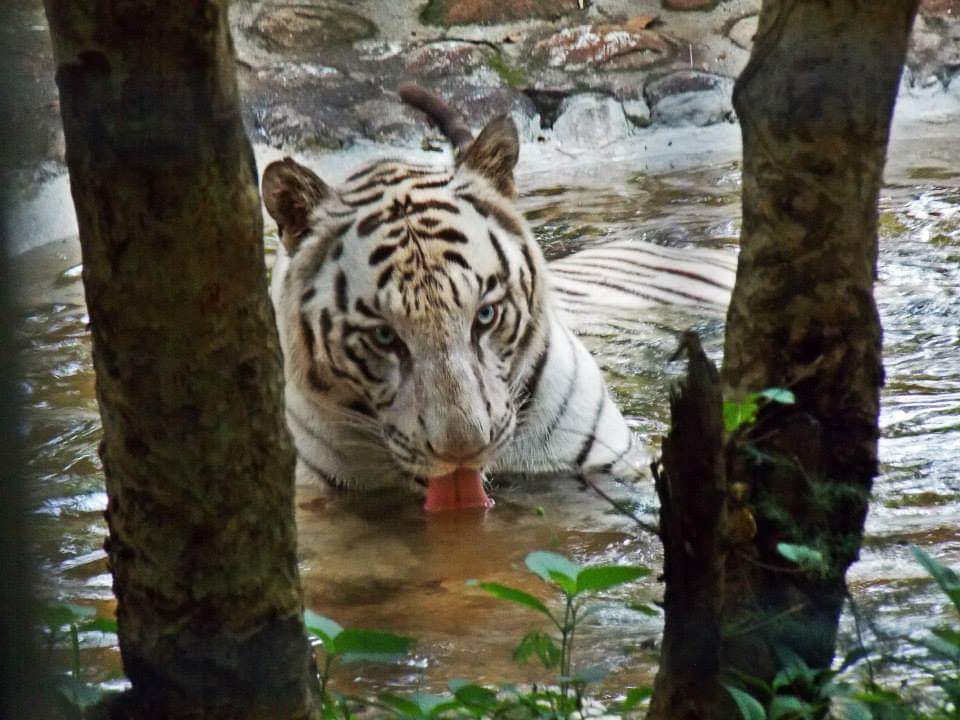 #WorldWildlifeDay2023