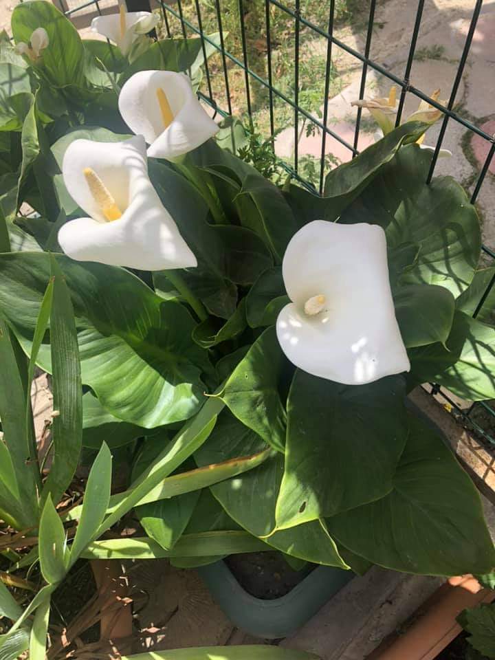 Tekirdağ kapaklı çerkezköy