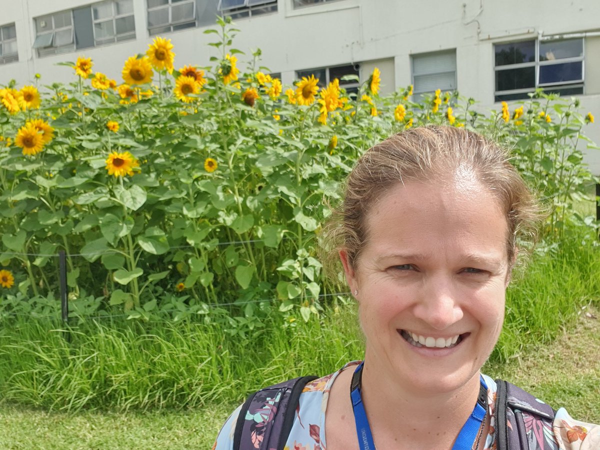 GAP_Physio's tweet photo. Such a special installation at @TeTokaTumai! #SunflowersForStarship doesn't fail to put a smile on my face when I pass by. Have heard the same from so many staff and others that I meet there enjoying the sunny view 🌻🌻🌻🌻🌻 https://t.co/NAsZKqcovv