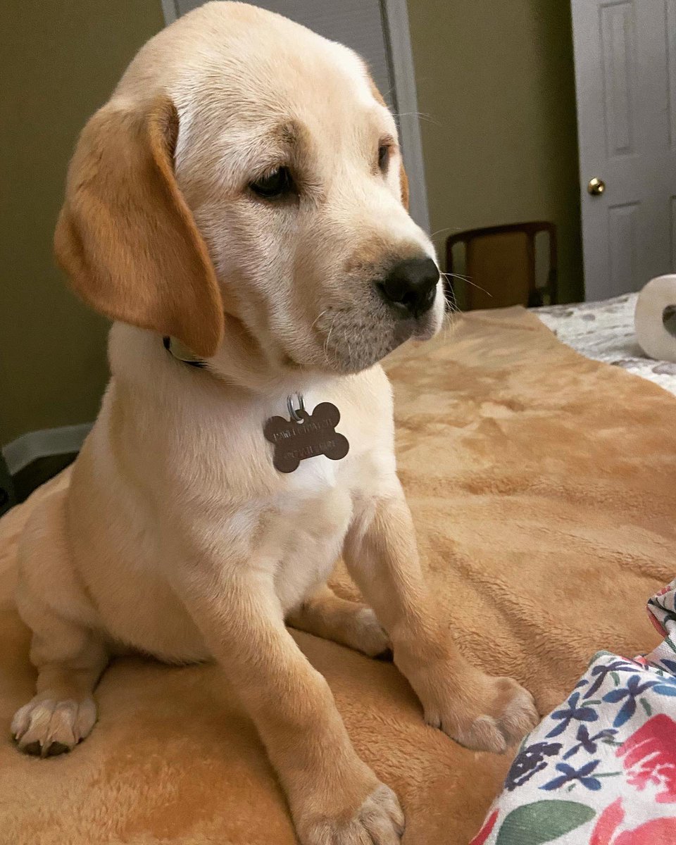 beth_for_judge's tweet image. Welcome to the family Queso (we are keeping her rescue name—of course because Chef Emma 🤣)#newpuppylove #pawfectmatch