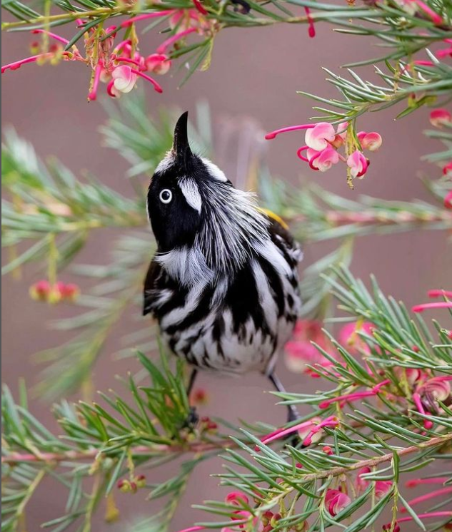 green_backyard's tweet photo. The beauty of spring is flowers blooming like a piece of brocade.🤗

#bird #birdphotoshop #birdwatching #birdshot #birdcapture #wildlife #wildlifelover #wildbird #nature #NaturePhotography https://t.co/luNXGsJDl9