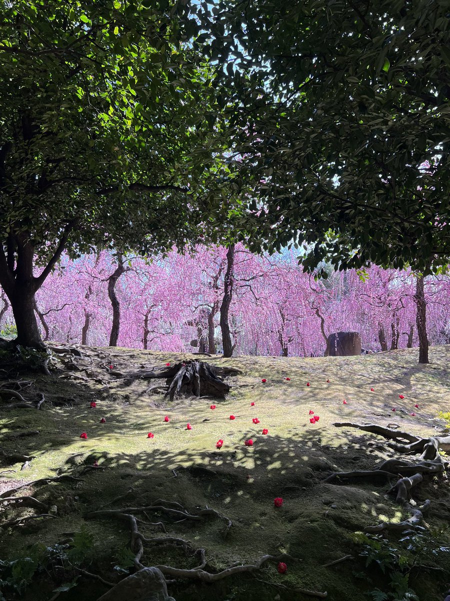 EyeOnKyoto's tweet photo. Jonangu is plum bloomin’! 

#汝南宮 #観梅 #京都 #日本 #jonanngu #plumblossom #kyoto #japan #nofilter @JapanTravel https://t.co/bCmx0oJCf9