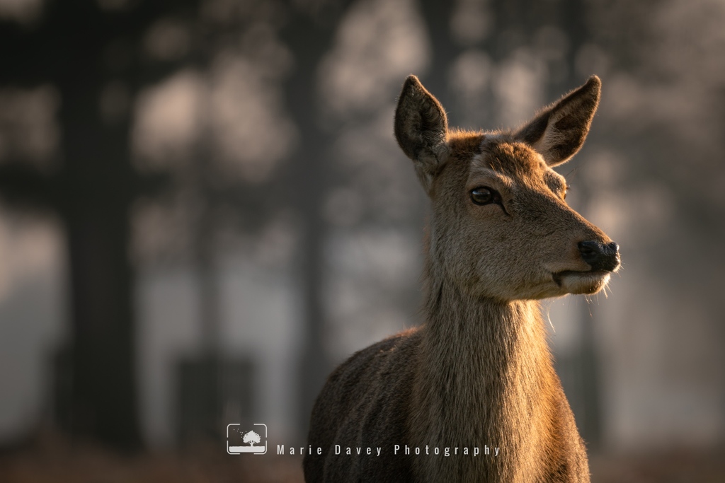 I hadn't been to Bushy Park for a while so headed there one morning in January. It was cold but sunny, &amp; I sat for a good while watching the deer, taking the occasional photo. ⁠
⁠
I couldn't resist getting a shot of this one standing in the golden light of the morning sun...