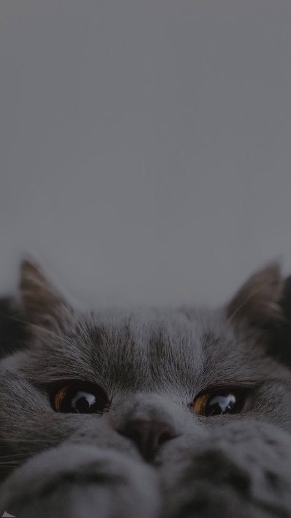 yoruma bir kedi bırakın.