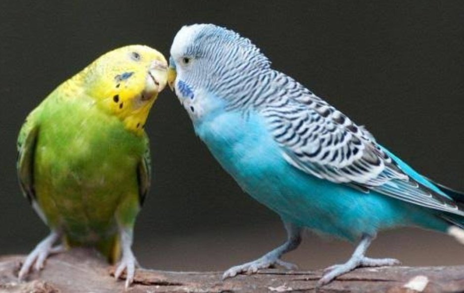 Every creature needs interactions. Watch the interactions the lovely birds are having.....
<a href="/jhajikaladka/">Avinash Kashyap</a> <a href="/johnabraham_ny/">john abraham</a> 
<a href="/vegar_john/">john vegar</a>