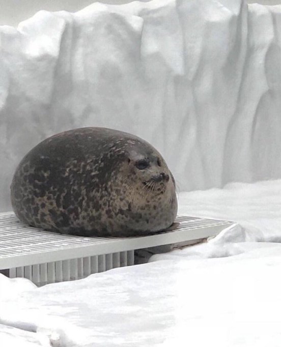 watch, ill post this fatass seal 🦭 to prove tht the bots will plague this post like they do this app