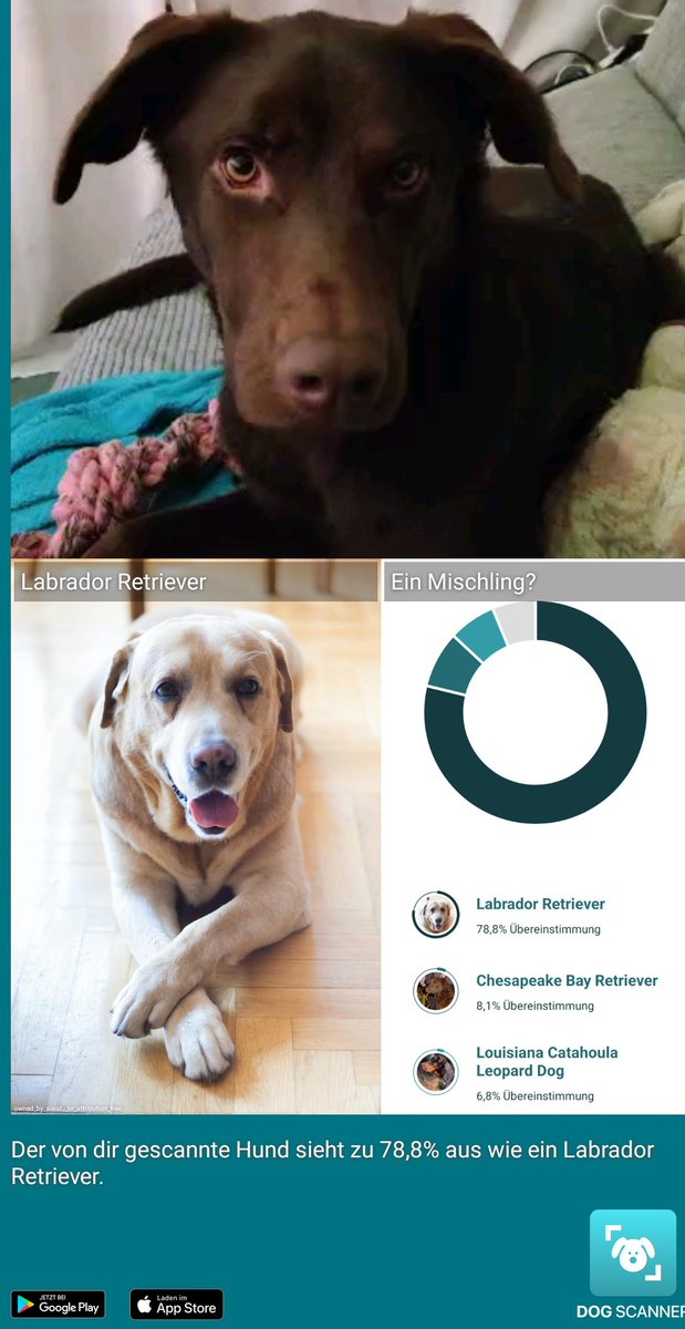 InspektorLuke's tweet image. Floppy Ears scheinen mich zu verraten.