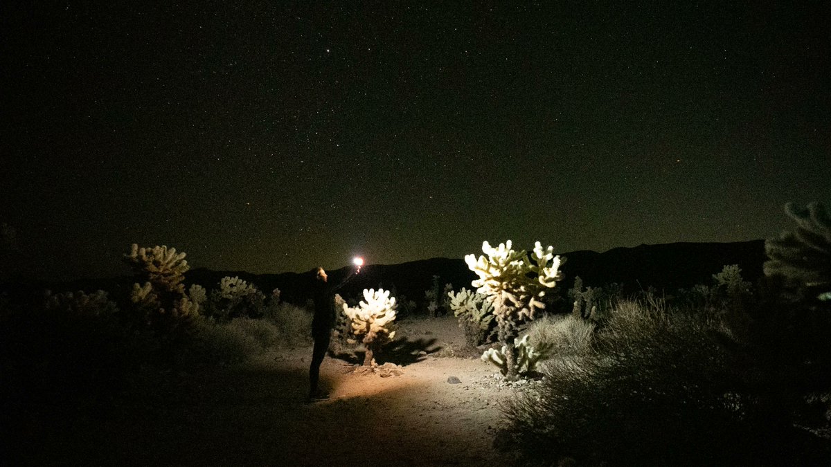AliceLFord's tweet photo. Starry nights are just one of the things that draws vistiors to this rock and cactus filled desrt in Southern California. It was certainly something that kept me up late as I tried to get the perfect shot of cholla cactus and star. 
How did I do? #jtree #starphotos #stargaze https://t.co/U08ZxHkEP9