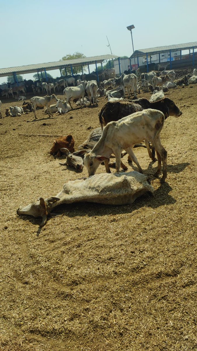 DhananjaiMsso's tweet photo. ग्राम पंचायत बरद्वारा तहसील राजापुर जिला चित्रकूट के अंतर्गत संचालित गौशाला में गोवंश के बछड़ों को  कुत्ते खा रहे हैं , उनके लिए ना भूस पानी।@ChitrakootDm
@myogiadityanath
@RajapurSdm
@Chitrakootpol
@rangechitrakoot
#Chitrakoot
@Uppolice
@dgpup
#ModiHaiToMumkinHai
#msso_india https://t.co/3CdHSRZXpl