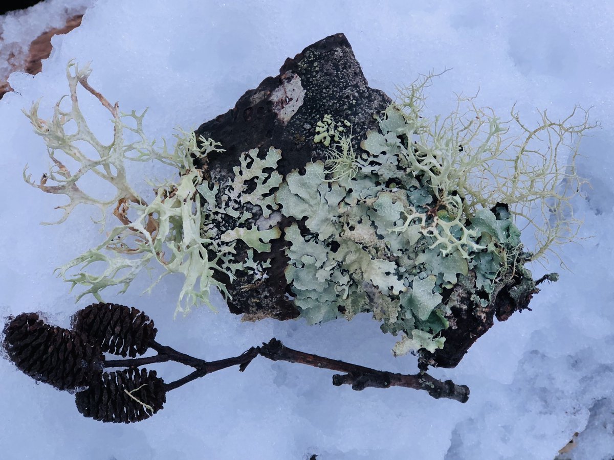 Beautiful bits of Lichen, complex plantlike organisms made up of an alga or fungus that grow in symbiotic association with a solid surface such as the bark of trees, fell during our recent winter storm. They seem like exquisite lace in the sunlight amidst the snow.