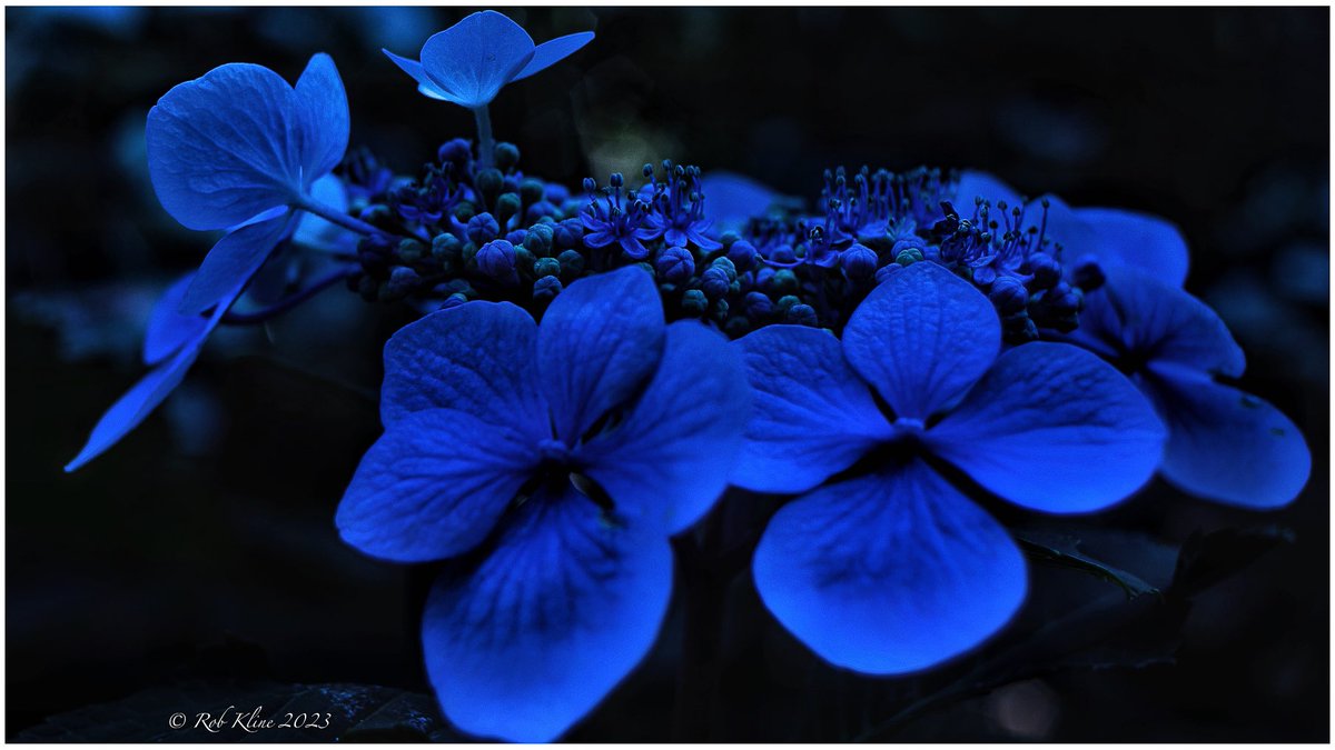 Blue - summer 2022.  #dreamermagazine #thinkverylittle #flower #macro #closeup #dreamscape #blueflowers #blue #pnwcollective #saltspringislandbc #southerngulfislands