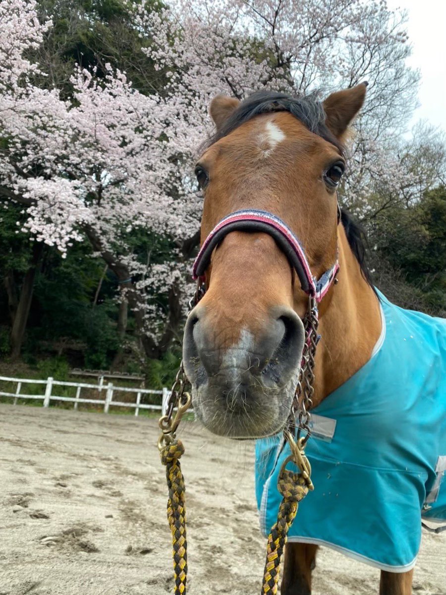 gwc_uma's tweet image. 「初心者でも入部して大丈夫かな？」
そんなふうに思っている方、ご安心ください！
当馬術部の部員の多くは大学から馬術を始めています！大学始めでも個人の努力次第では大きな試合で活躍できるのが馬術部の魅力のひとつです🐴
（もちろん経験者の方も大歓迎です♪）

#春から学女　#春からgwc