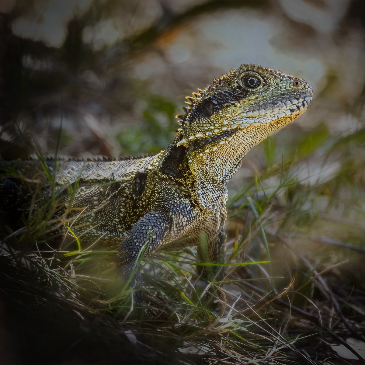 Happy World Wildlife Day! 🦎🍃 The Garden provides important habitat for a diverse range of #reptiles such as lace monitors, blue-tongued lizards and eastern water dragons. Which reptile friend is your favourite? ⬇️ #WWD23