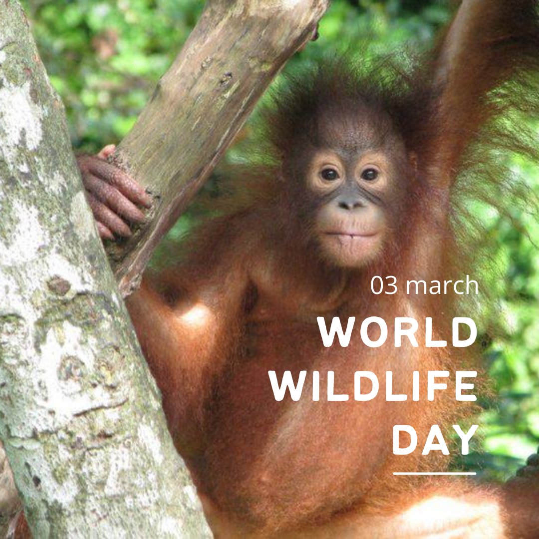 _GrowAccounting's tweet photo. Today is World Wildlife Day!

I met Wulan when I volunteered at the Sepilok Orangutan Rehabilitation Centre in Borneo where I saw first hand what these centres do to help these critically endangered animals and that is why we adopt an orangutan for every new client that signs up. https://t.co/1CZAxY1dvh