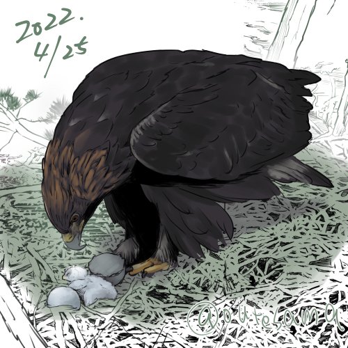 今年もきっと営巣絵日記やるんだろうな～ということで、昨年のものを見てみました。そのうちの4枚、イヌワシ編。兄弟殺しはやはり見るのは辛いところではありますが、生きられなかった弟(妹)の姿から、イヌワシの行動で気付いたこともありました。 