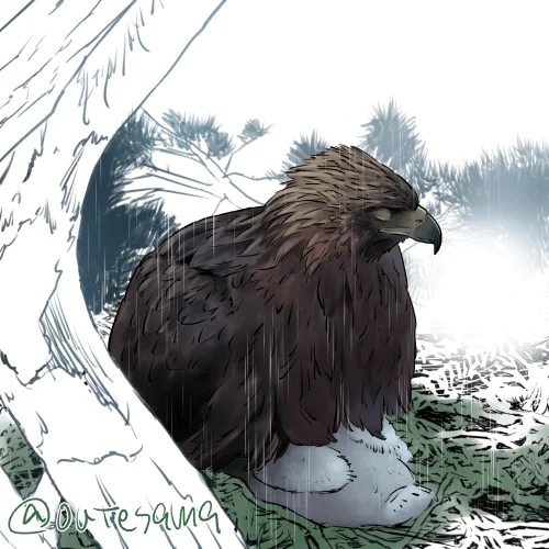 今年もきっと営巣絵日記やるんだろうな～ということで、昨年のものを見てみました。そのうちの4枚、イヌワシ編。兄弟殺しはやはり見るのは辛いところではありますが、生きられなかった弟(妹)の姿から、イヌワシの行動で気付いたこともありました。 