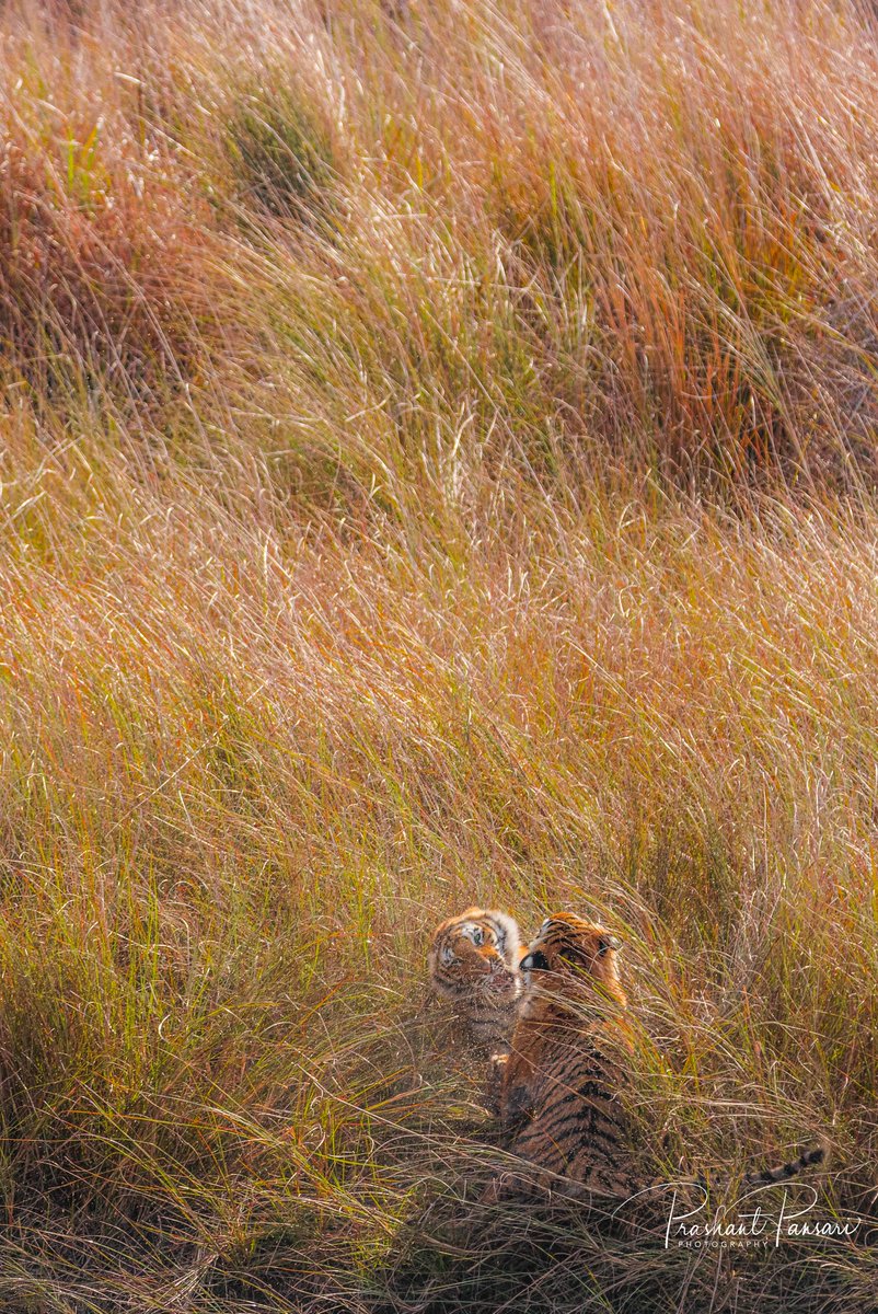 Sibling fight...

Paar Sisters
Dhikala, Corbett Tiger Reserve
February 2020

#pansariphotography #CorbettTigerReserve #tigersofcorbett #uttrakhandtourism #uttrakhandForestDepartment #uttrakhand_dairies #ecotourism #tigers #wildlifephotography