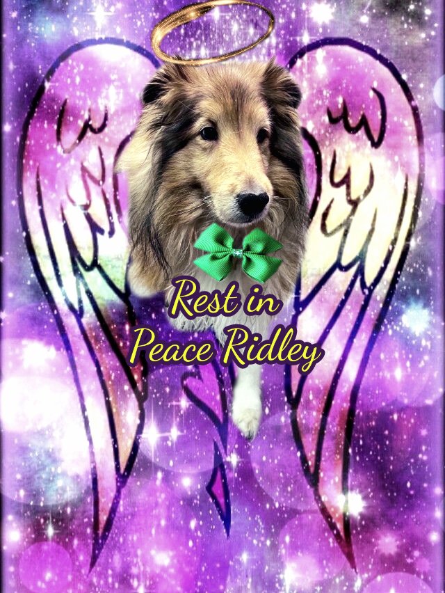 SnowFairy29's tweet photo. @ridley_aka Hope you don't mind... #RIPRidley 😔🙏🏻💗🌈🐶🐕 https://t.co/v6sbuyCrSc