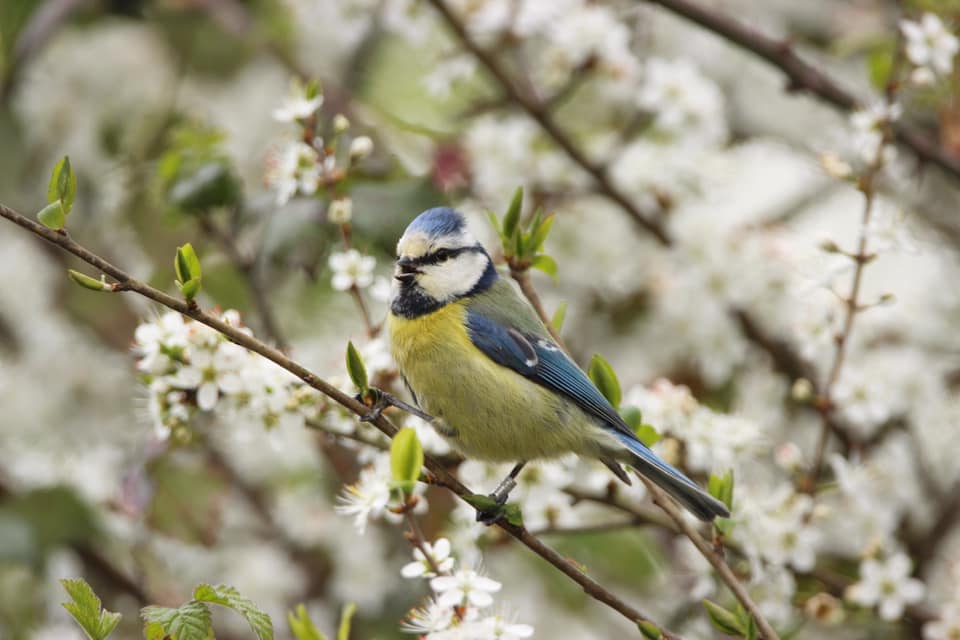 Looking for your first step in to a career as an Ecologist? We are recruiting for two trainee ecologists to join us for 7 months this summer, full details here: hiwwt.org.uk/jobs/trainee-e… &amp;
environmentjob.co.uk/jobs/93817-tra…
🦋🐸🦉🌿🪱

#ecology #wildlife
