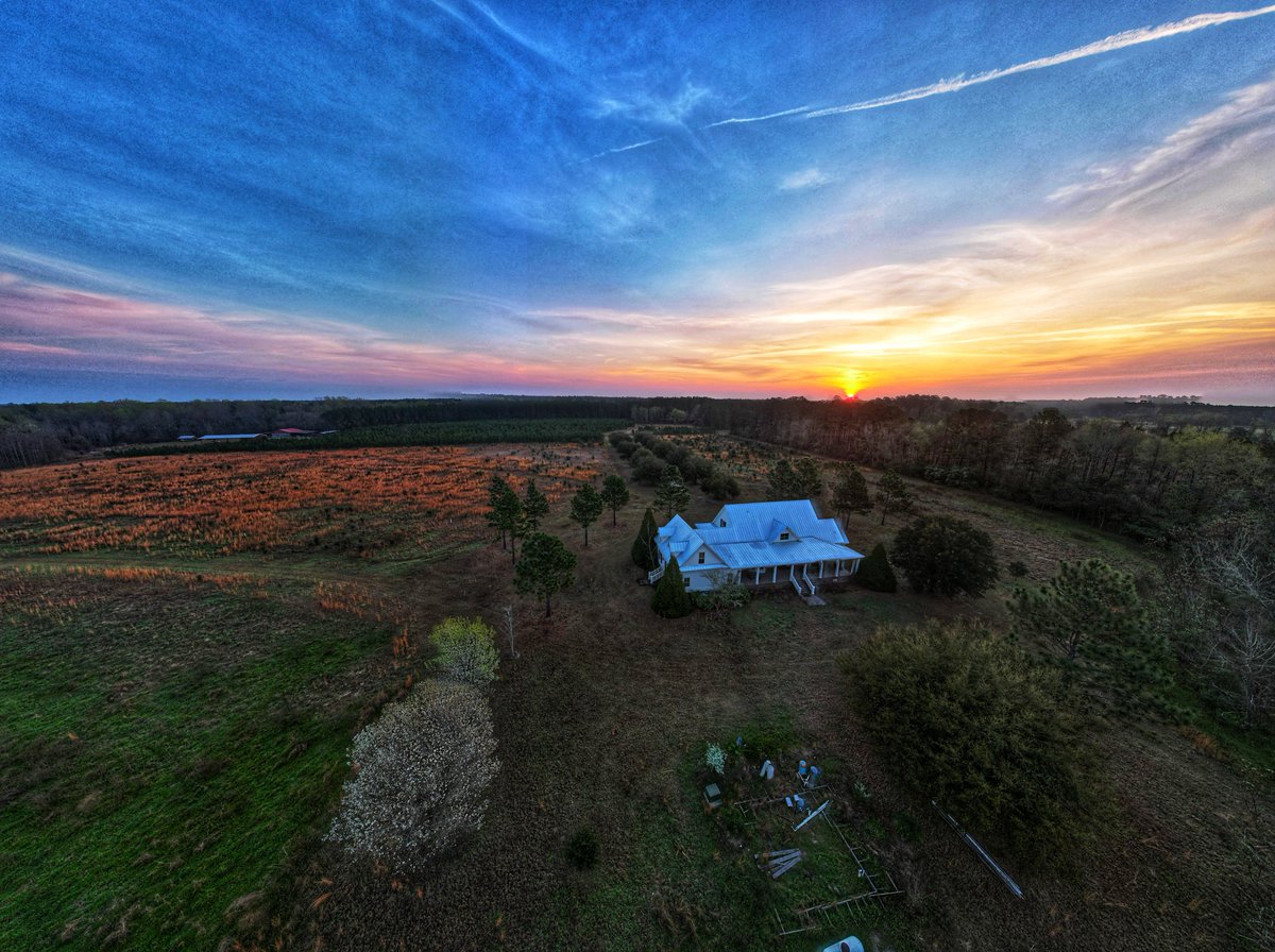 Wide angle view shows how massive the Moselle Property is, the house leads to kennels via a road lined with trees. 

Trees and sunrises that Alex Murdaugh will never see again. 

Now do Buster.