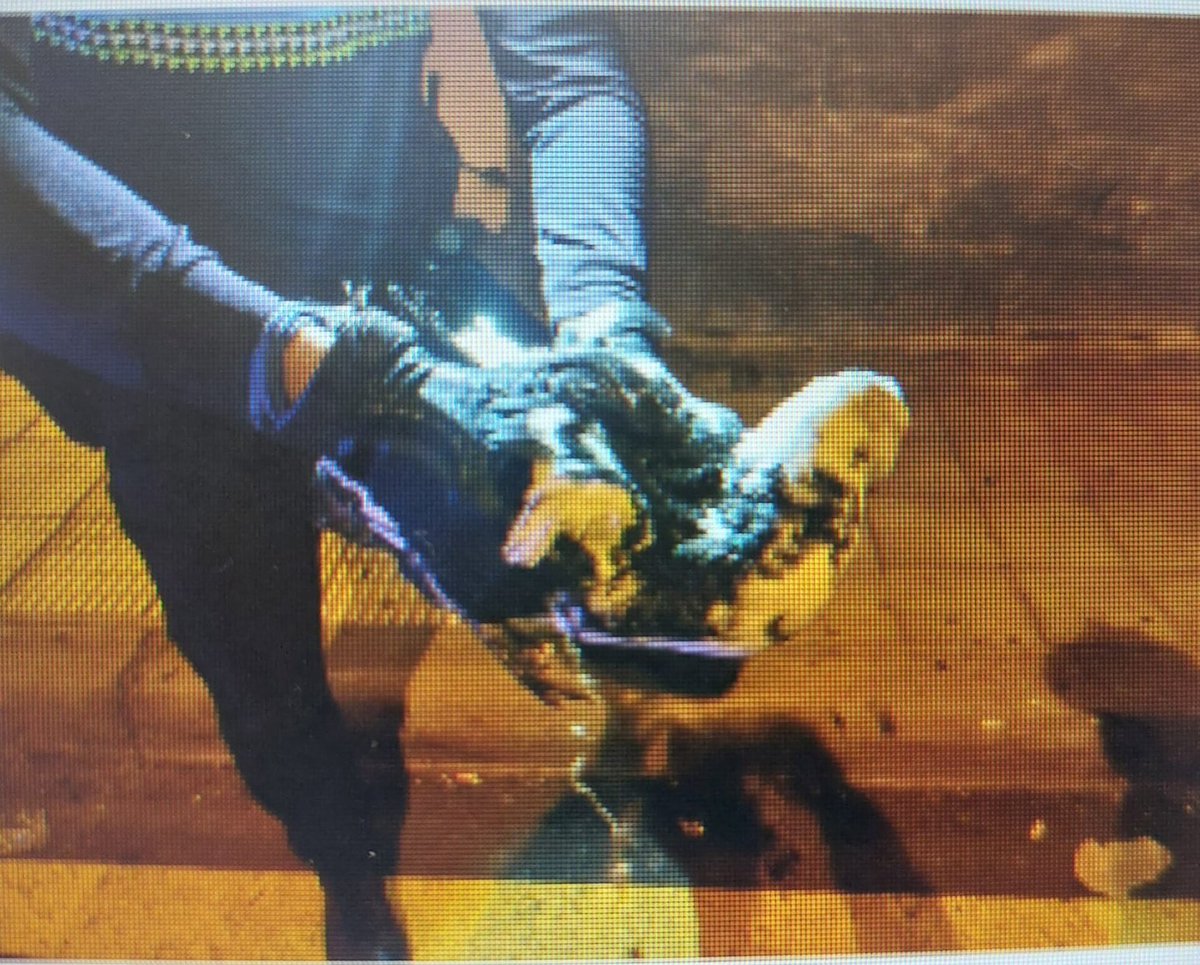 PoliciaLocalSC's tweet photo. Hoy, con el informe veterinario en mano, agentes de @PoliciaLocalSC han comparecido ante las instancias oportunas por un posible delito de maltrato animal a un pato durante una madrugada del #CarnavalSC23 https://t.co/6kDfDAUrwl