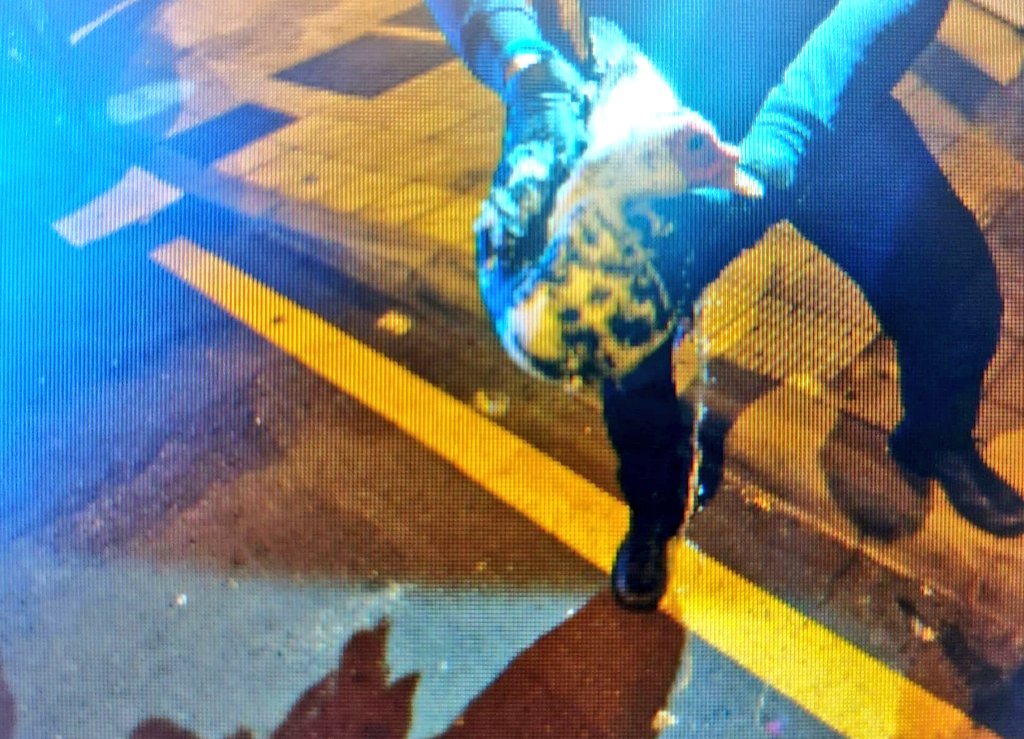 PoliciaLocalSC's tweet photo. Hoy, con el informe veterinario en mano, agentes de @PoliciaLocalSC han comparecido ante las instancias oportunas por un posible delito de maltrato animal a un pato durante una madrugada del #CarnavalSC23 https://t.co/6kDfDAUrwl