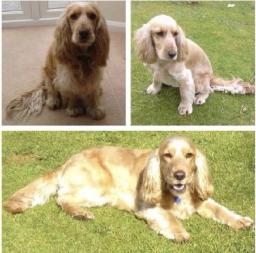 rosieDoc2's tweet photo. STILL SEARCHING POPPY 
🌸We will find you 
🌸one day someone will come forward with news of where you’ve been/are 
🌸female #CockerSpaniel #stolen 28/7/15 from #rattery #southbrent #TQ10 
🌸#devonandcornwallpolice investigating 

https://t.co/eYjjn4RU8S

https://t.co/OxTyoSvsMt https://t.co/qhYfb7rcm1