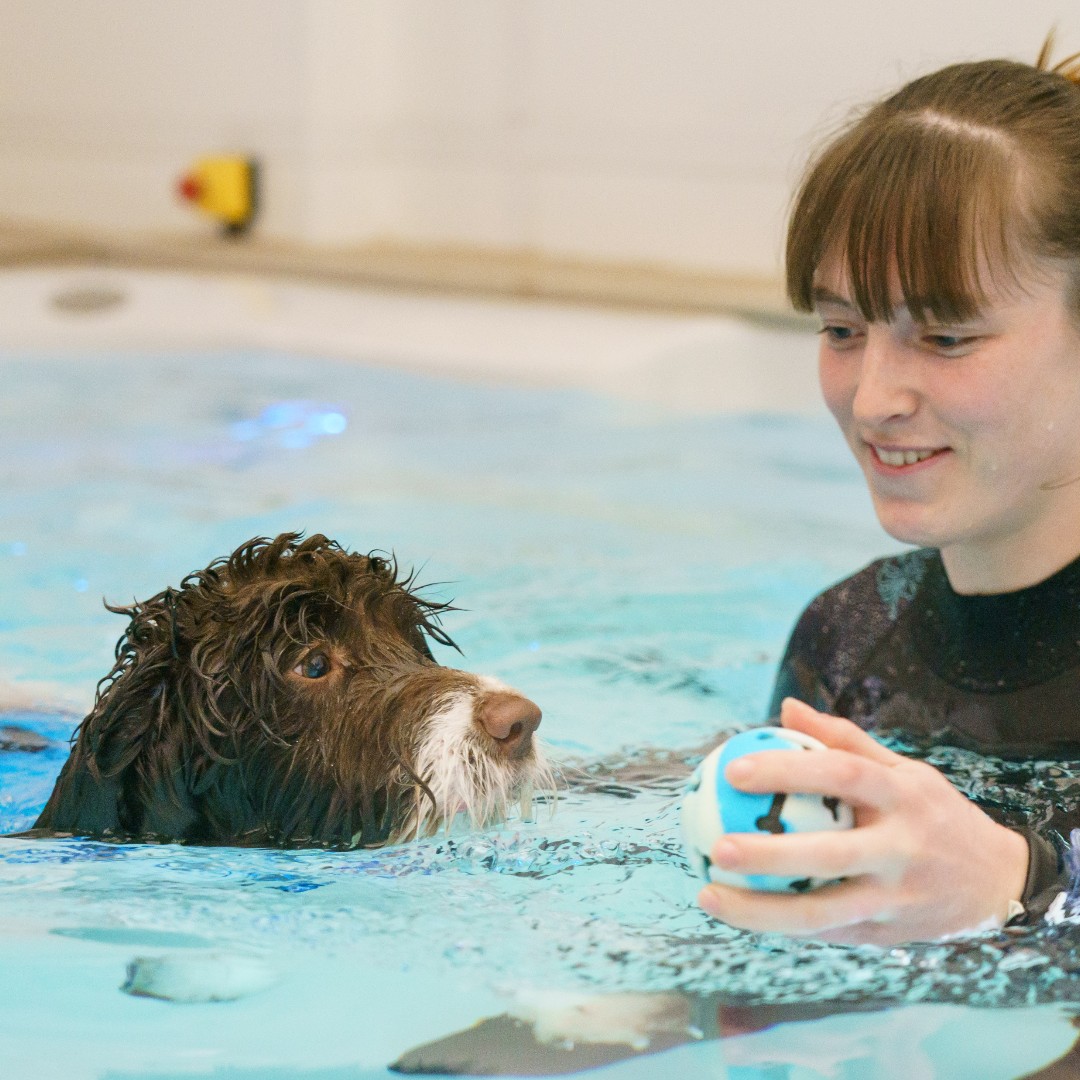 cotsdogscats's tweet image. It&apos;s nearly time for the CDCH Spring Fair! Next Saturday, the 11th of March, between 10am and 1pm. 
There will be so much on offer for you and your pet. See you there 🥳

#springfair #cotsdogscats #whatsonnearme #stroud