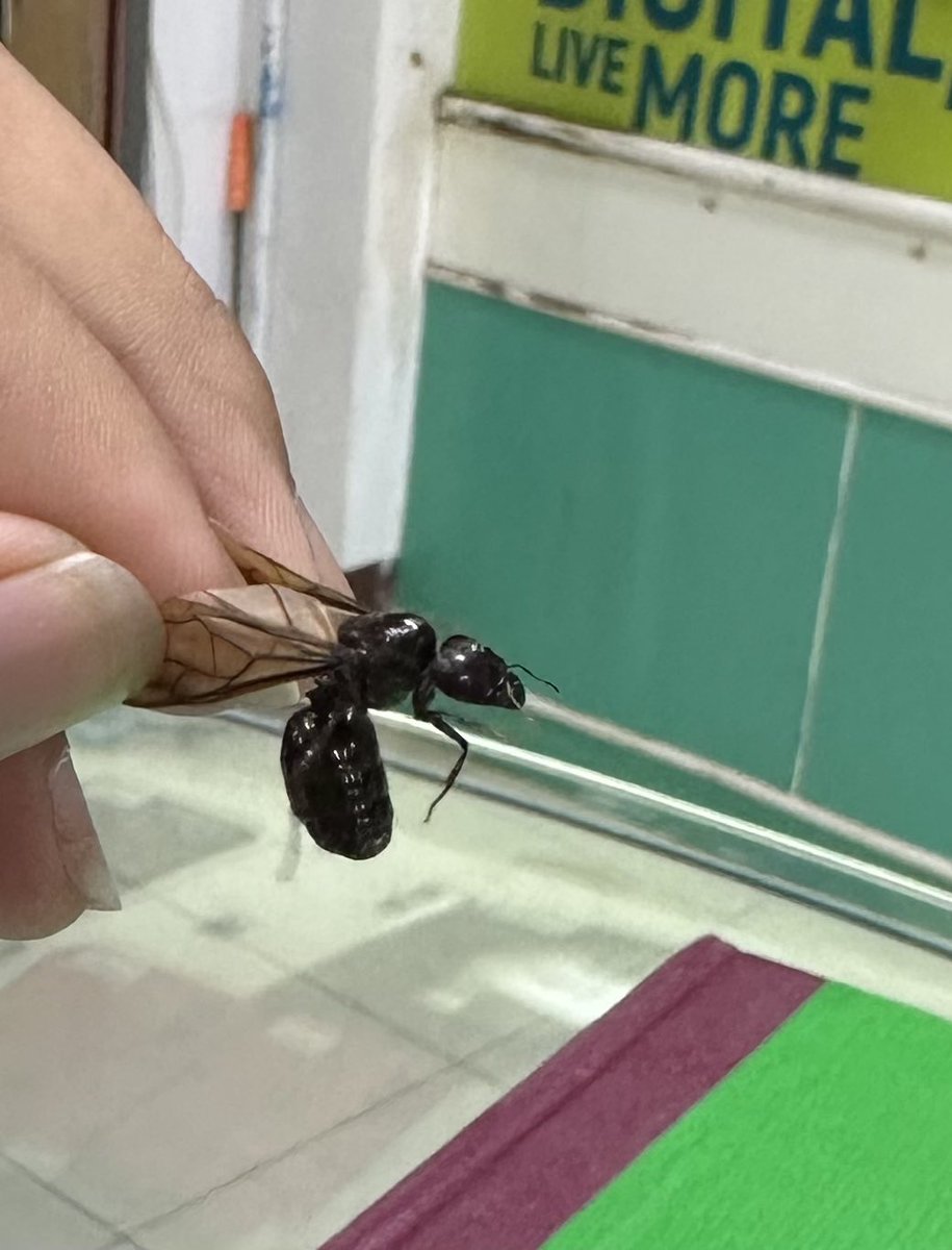 ขอคำตอบหน่อยมันคือแมงอะไร ชอบมาหน้าฝน