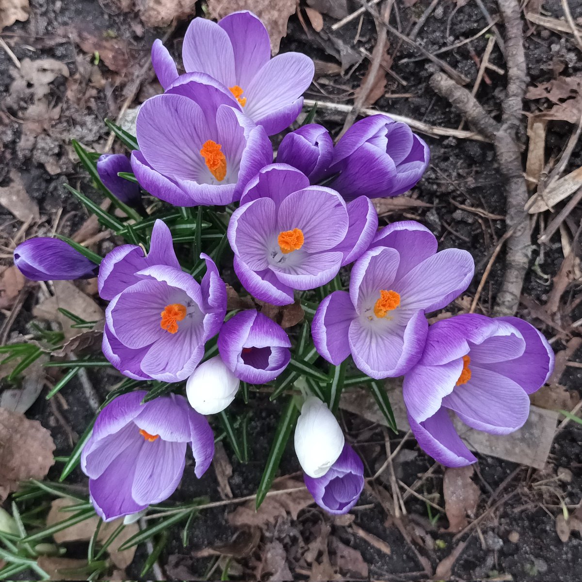 Countdown to Spring! 
#signsofspring #spring #FlowersOnFriday