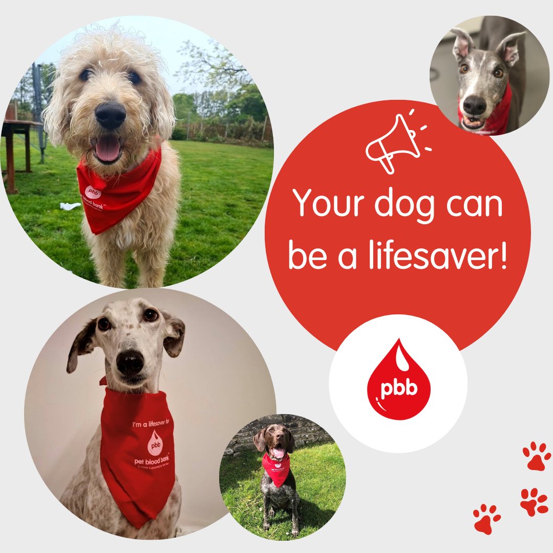 We’d love it if you could help us to spread the word by sharing this post across your networks so that together, we can get lots more fabulous donors registered 😍

Find out more and register your dog today at petbloodbankuk.org/dogs 🐶