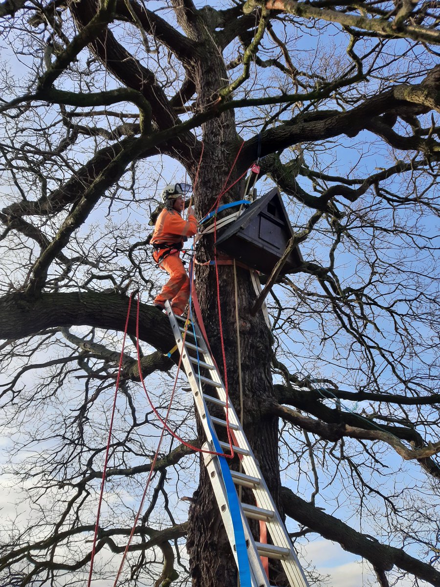 RiverStewards's tweet photo. #WorldWildlifeDay is celebrating #partnershipsinconservation! During #nestboxweek, Roger & Ross installed a Barn Owl Box in a majestic oak tree close to the banks of the #RiverDearne on behalf of #FriendsoftheDearne🌳🦉the🏡was handmade by #DenbyDaleDistrictMensShedAssociation💙 https://t.co/ejmfFJMrHj