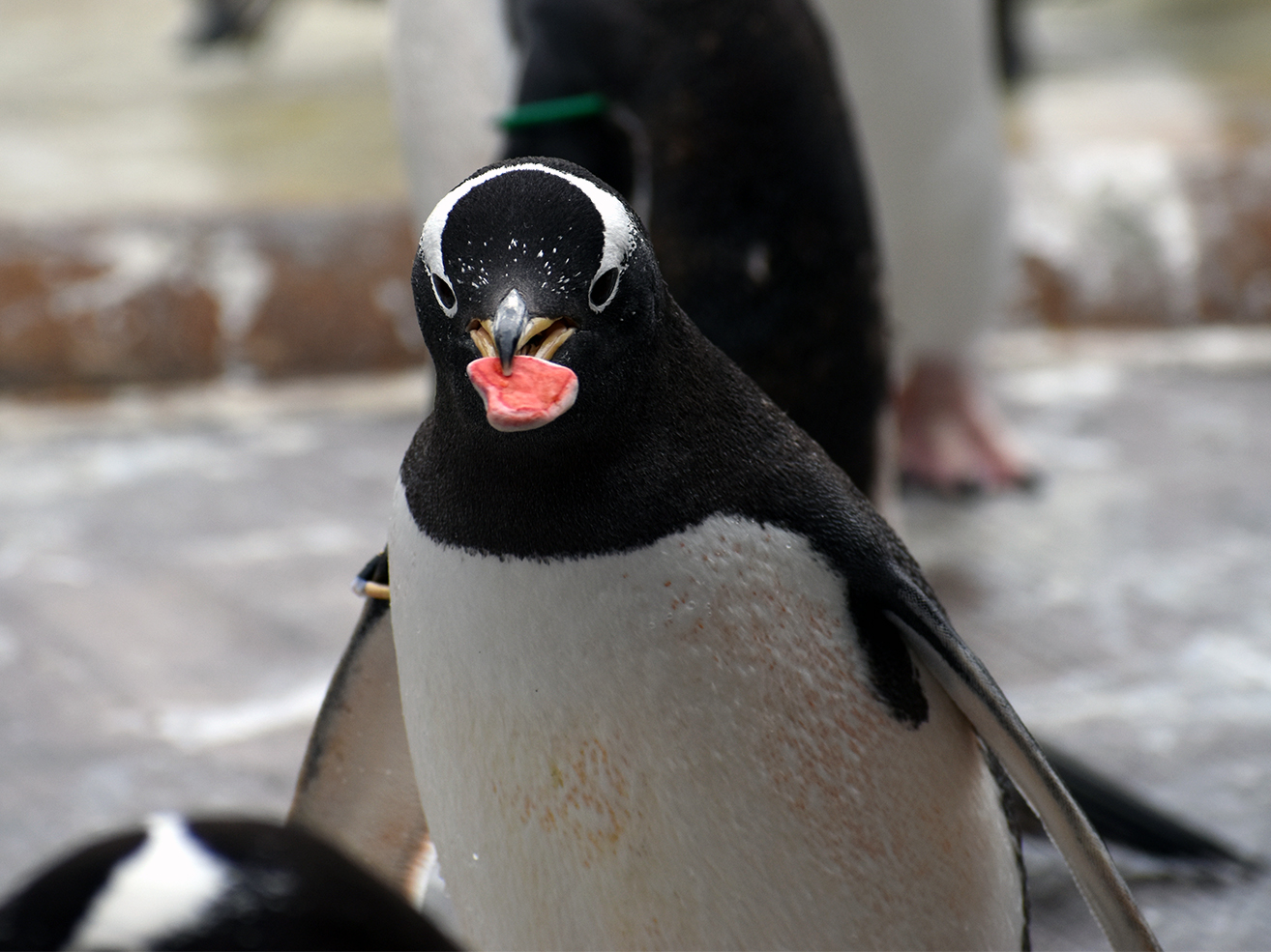 Edinburgh Zoo Penguin Cam