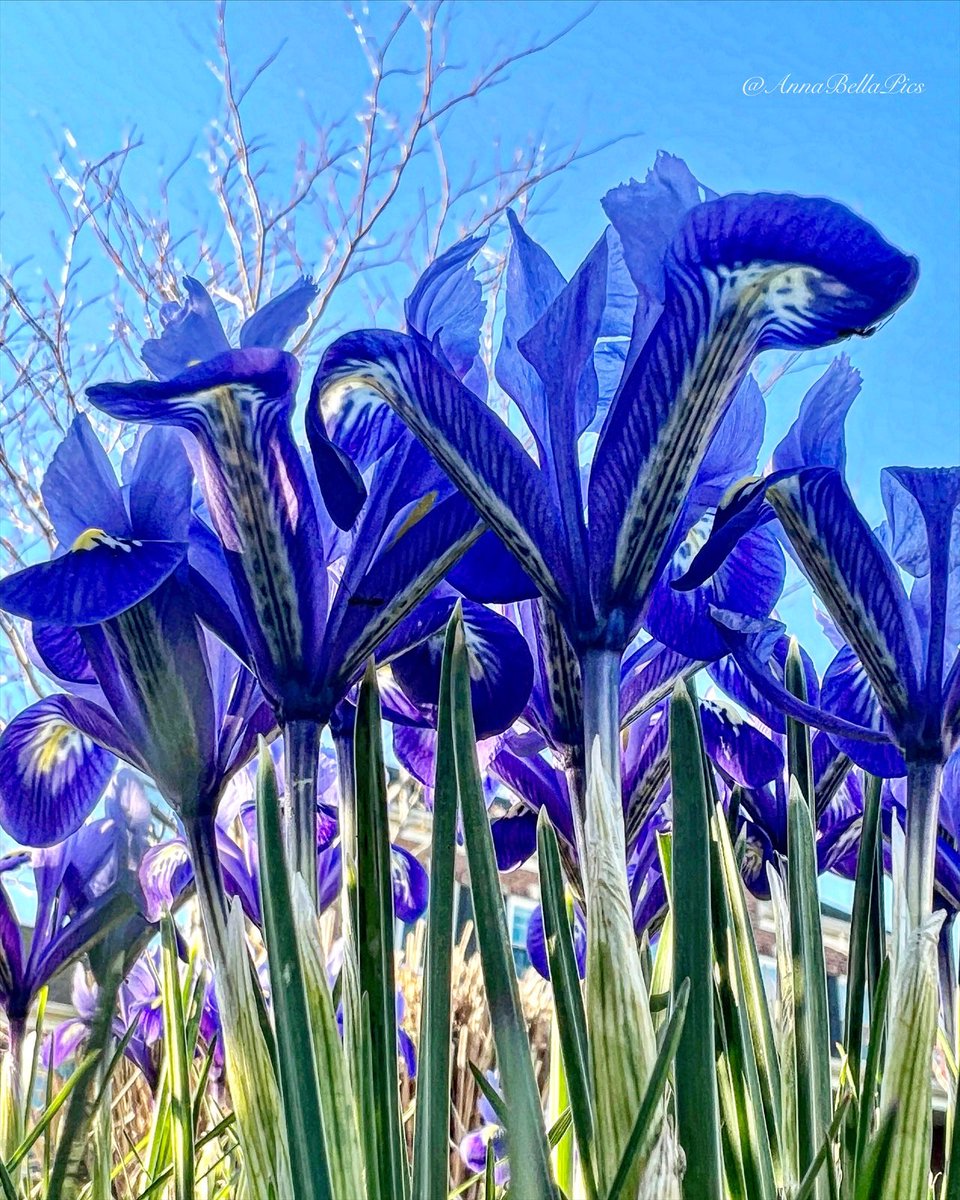 AnnaBellaPics's tweet image. Loving all this blue … clear blue skies are a wonderful backdrop for iris reticulata ‘Harmony’💙 Wishing you all a fabulous weekend🌿 #gardening #flowers
