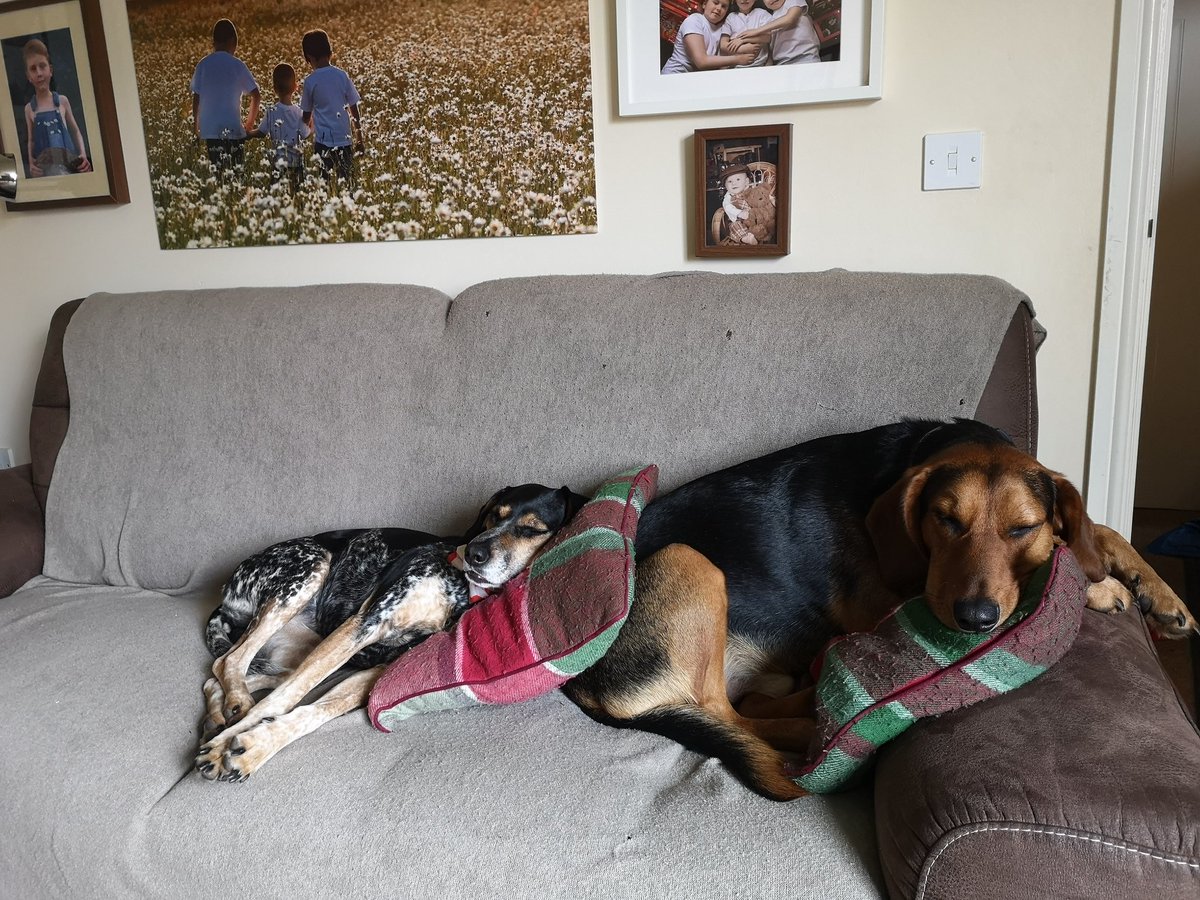 Used to live on the streets, now rule the roost! #rescuedogsoftwitter #rescuedog #rescuedogsrock #letsleepingdogslie #greekharehound #pointercross #cyprusdogrescue #zantestrays