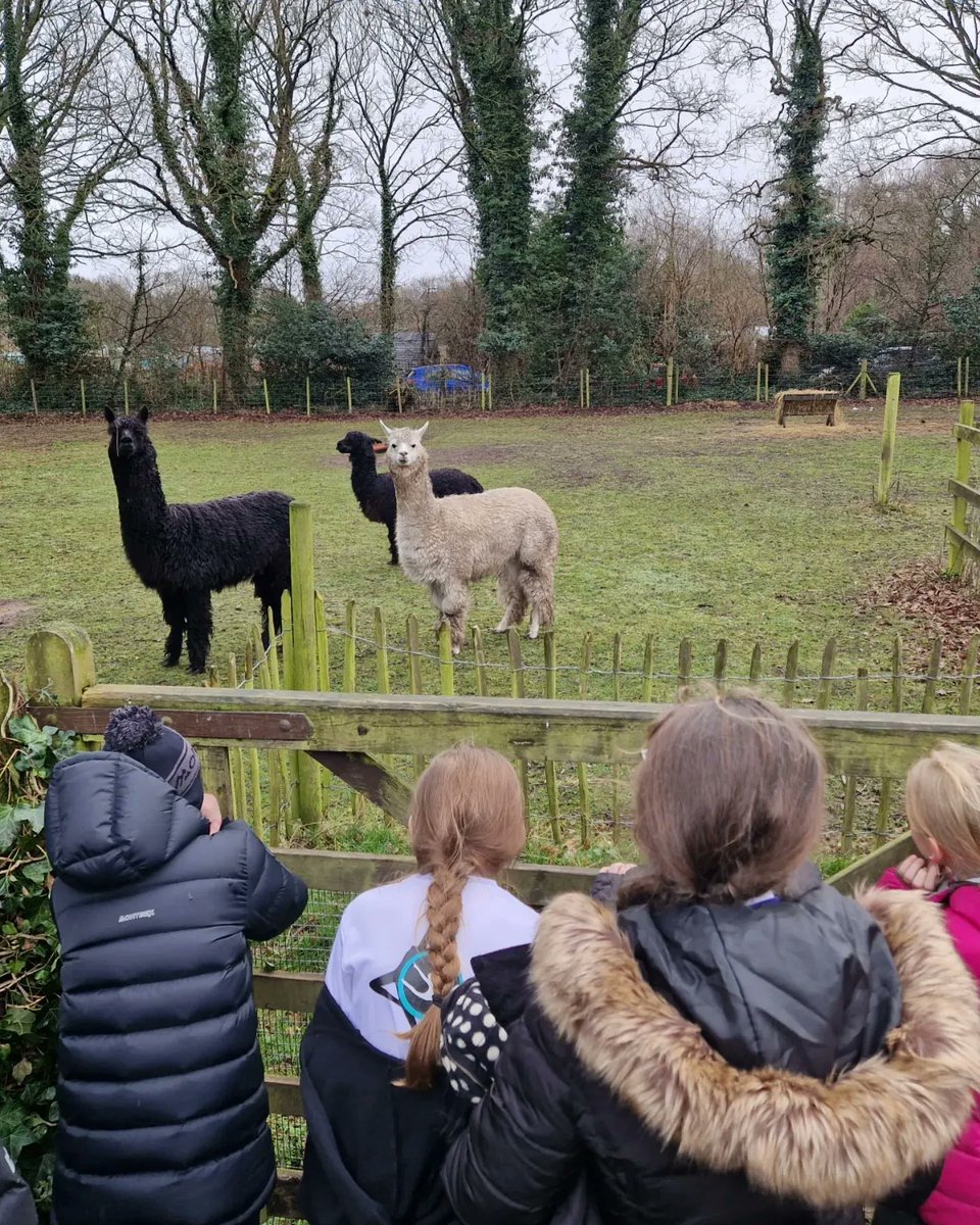 NewBrightonPS's tweet photo. A group of KS2 pupils enjoyed the fresh air as we visited Taylor’s Wood on route to Bidston windmill. 🌬💨🌳🌲🌴
A group of KS2 pupils enjoyed the fresh air as we visited Taylor’s Wood on route to Bidston windmill. 🌬🌳🌲 🐑🐖🐇🦙🐴
 #nbpsOutdoorLearning #nbpsLOtC #nbpsPastoral https://t.co/HytgUaDw15