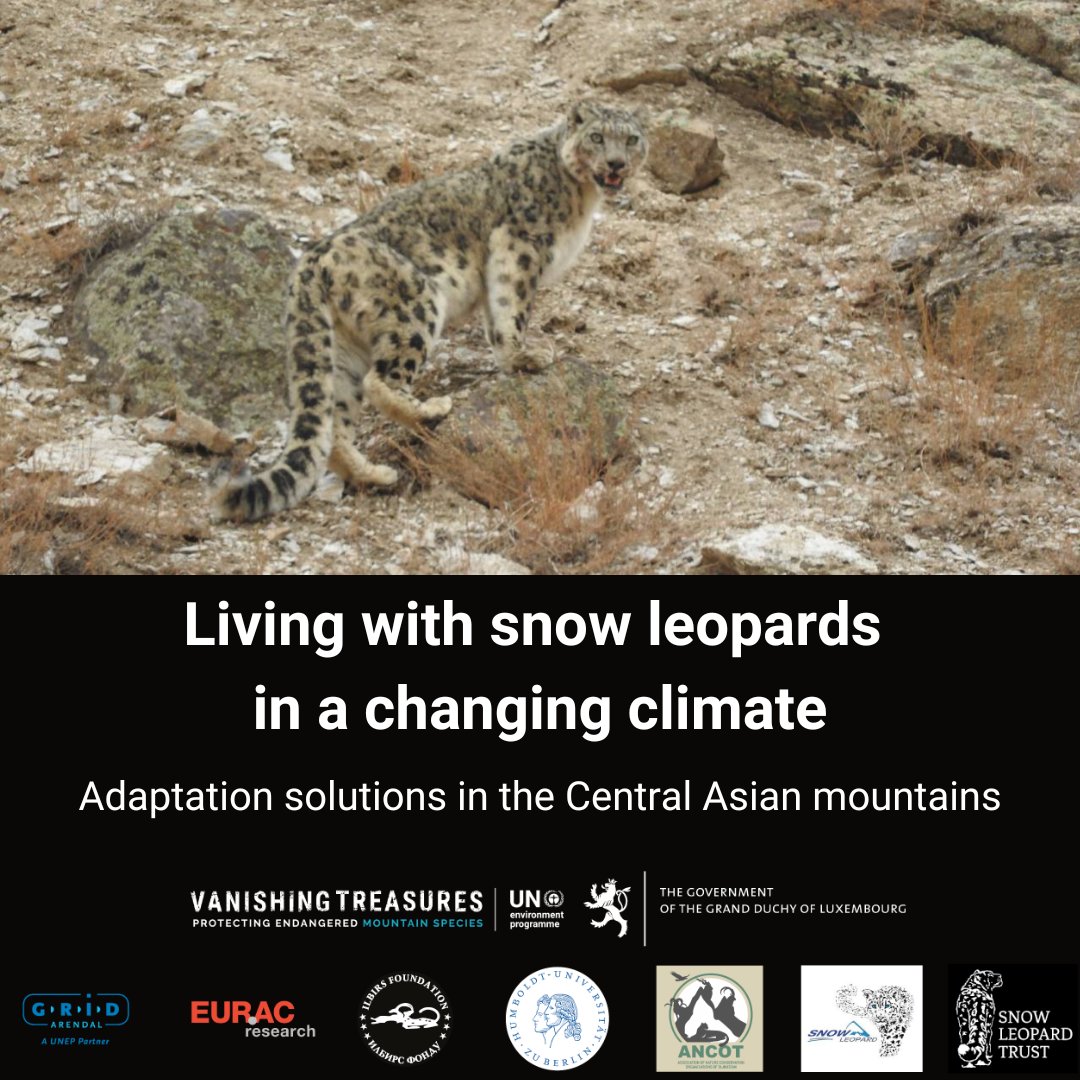 Happy #WorldWildlifeDay! How can communities live alongside snow leopards & other #wildlife as #climatechange impacts the land they both inhabit? Learn about the #adaptation solutions supported by @UNEP #VanishingTreasures programme in this StoryMap: 🔗bit.ly/3IYX9nH 🐆
