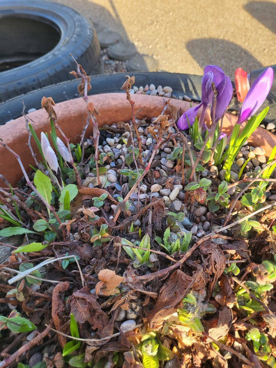 TynecastleS's tweet photo. Spring has arrived at Tynecastle!  The children have been sharing their knowledge about Spring on the seasonal plan and looking for signs of Spring in the environment 🌷🌻🪻 https://t.co/cDZc7pZqe8