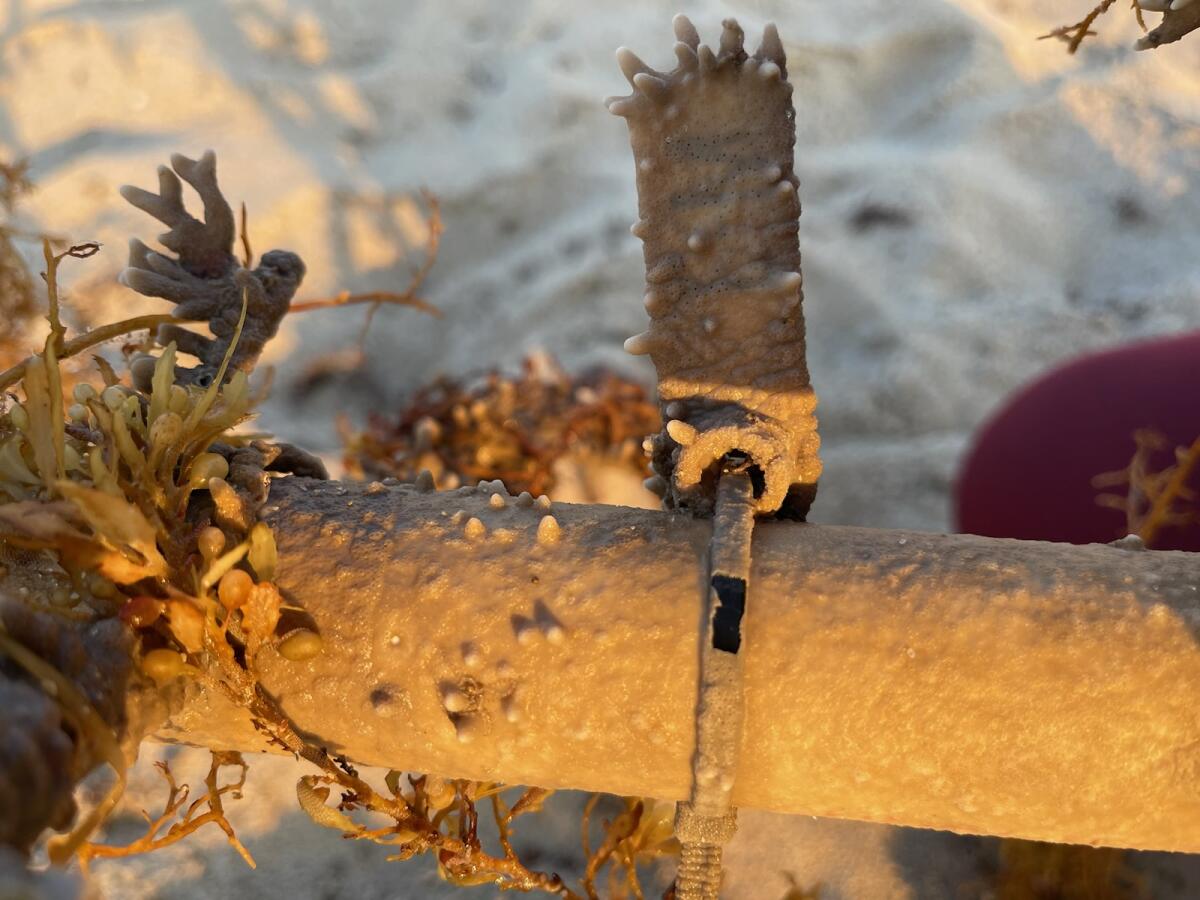 Haley Addison Davis (She/Her) (@addi_venture) on Twitter photo Coral tree found in West palm beach with ACER still attached.
<a href="/MoteMarineLab/">Mote Marine Laboratory & Aquarium</a> <a href="/coralcrf/">Coral Restoration Foundation</a> <a href="/NSUFlorida/">Nova Southeastern U.</a> <a href="/NSUResearch/">Nova Southeastern University Research 🦈</a> anyone missing tree 19? Coral tree found in West palm beach with ACER still attached.
<a href="/MoteMarineLab/">Mote Marine Laboratory & Aquarium</a> <a href="/coralcrf/">Coral Restoration Foundation</a> <a href="/NSUFlorida/">Nova Southeastern U.</a> <a href="/NSUResearch/">Nova Southeastern University Research 🦈</a> anyone missing tree 19?