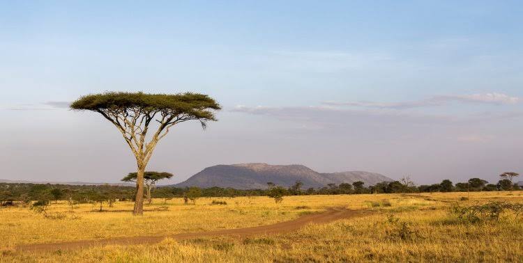 From the heart of Serengeti

📍Seronera 📸